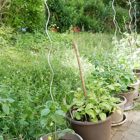 Schloss Goldacker - Schloss Der Gesundheit Weberstedt